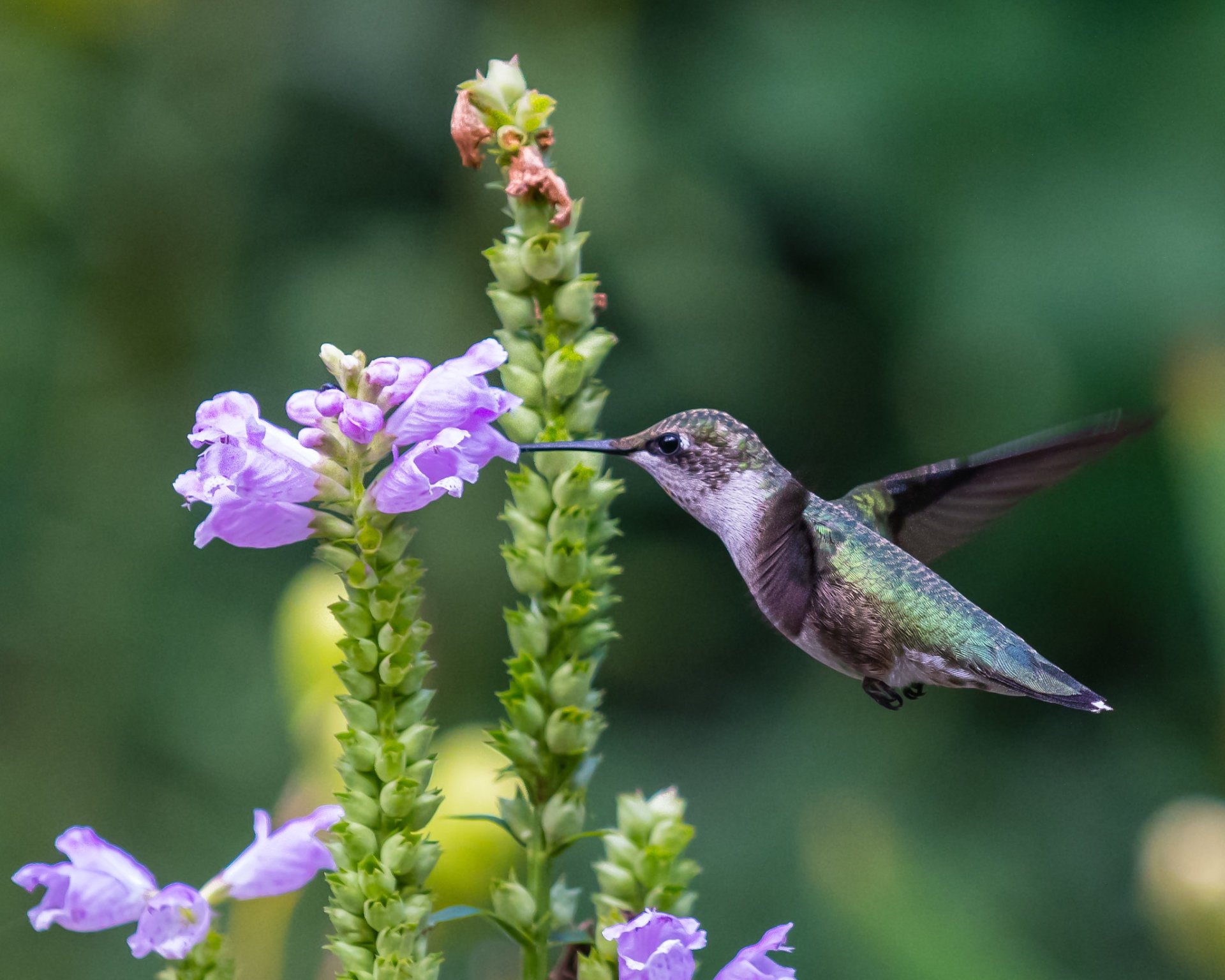 Hummingbirds in Nebraska