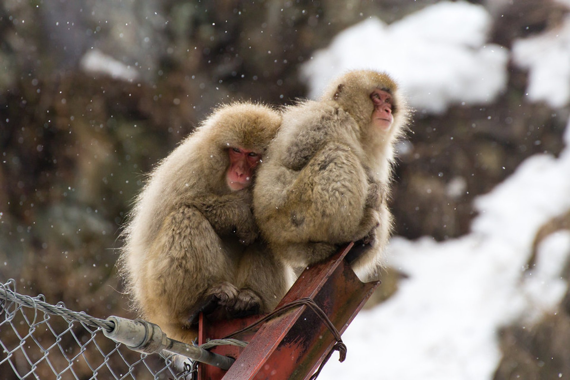 Los monos de la nieve japoneses - Gatos del Pirineo 