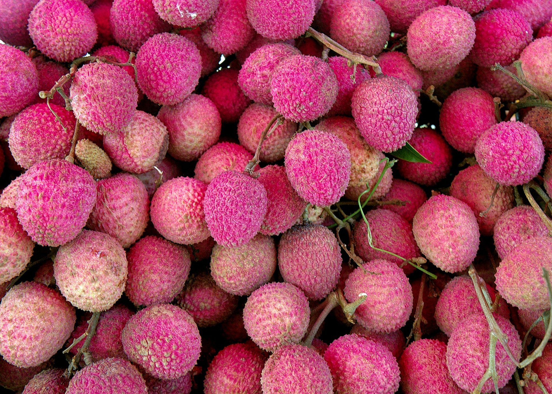 Lychee or Litchi Season