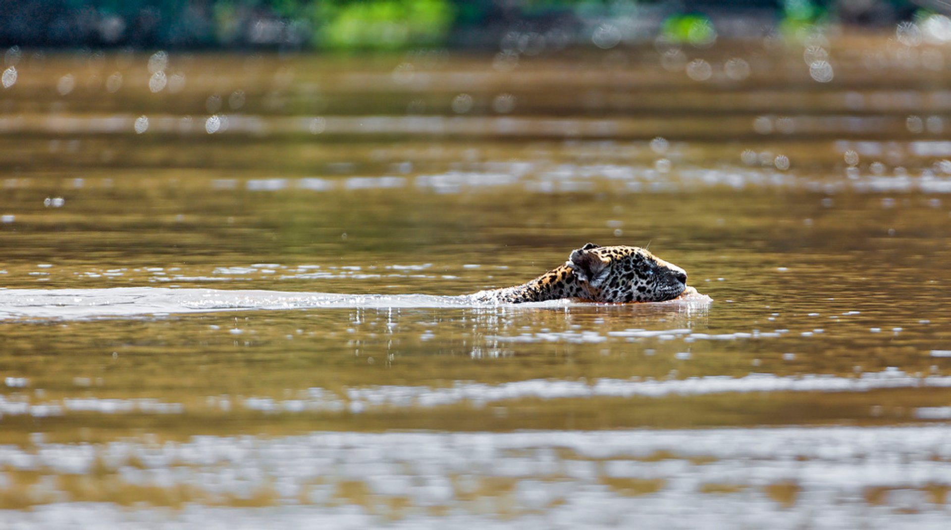 Pantanal