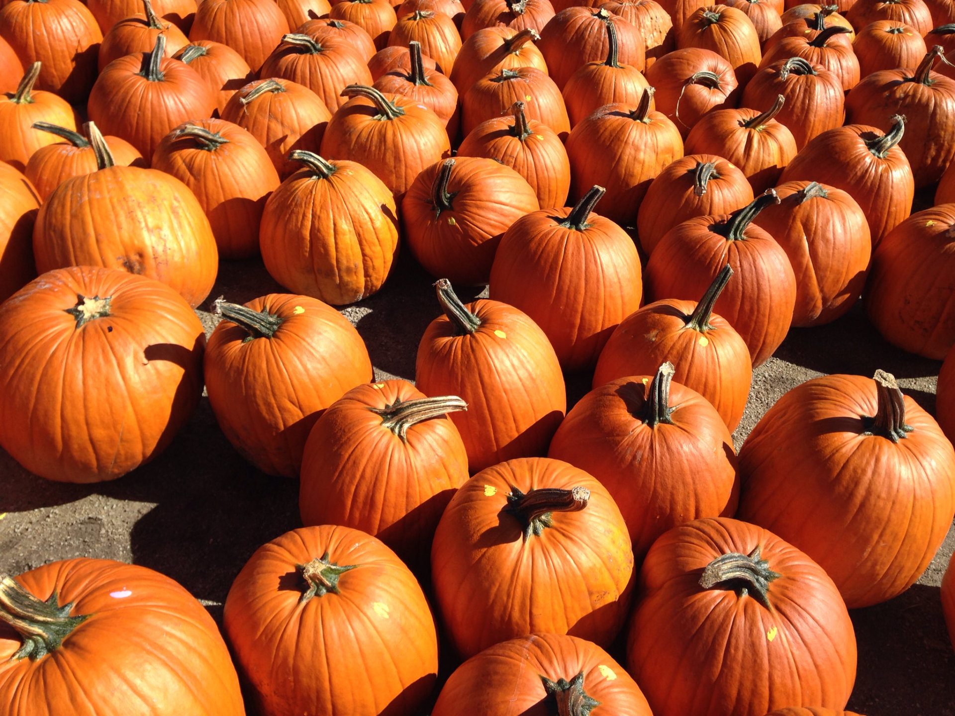 Weber Pumpkin Festival