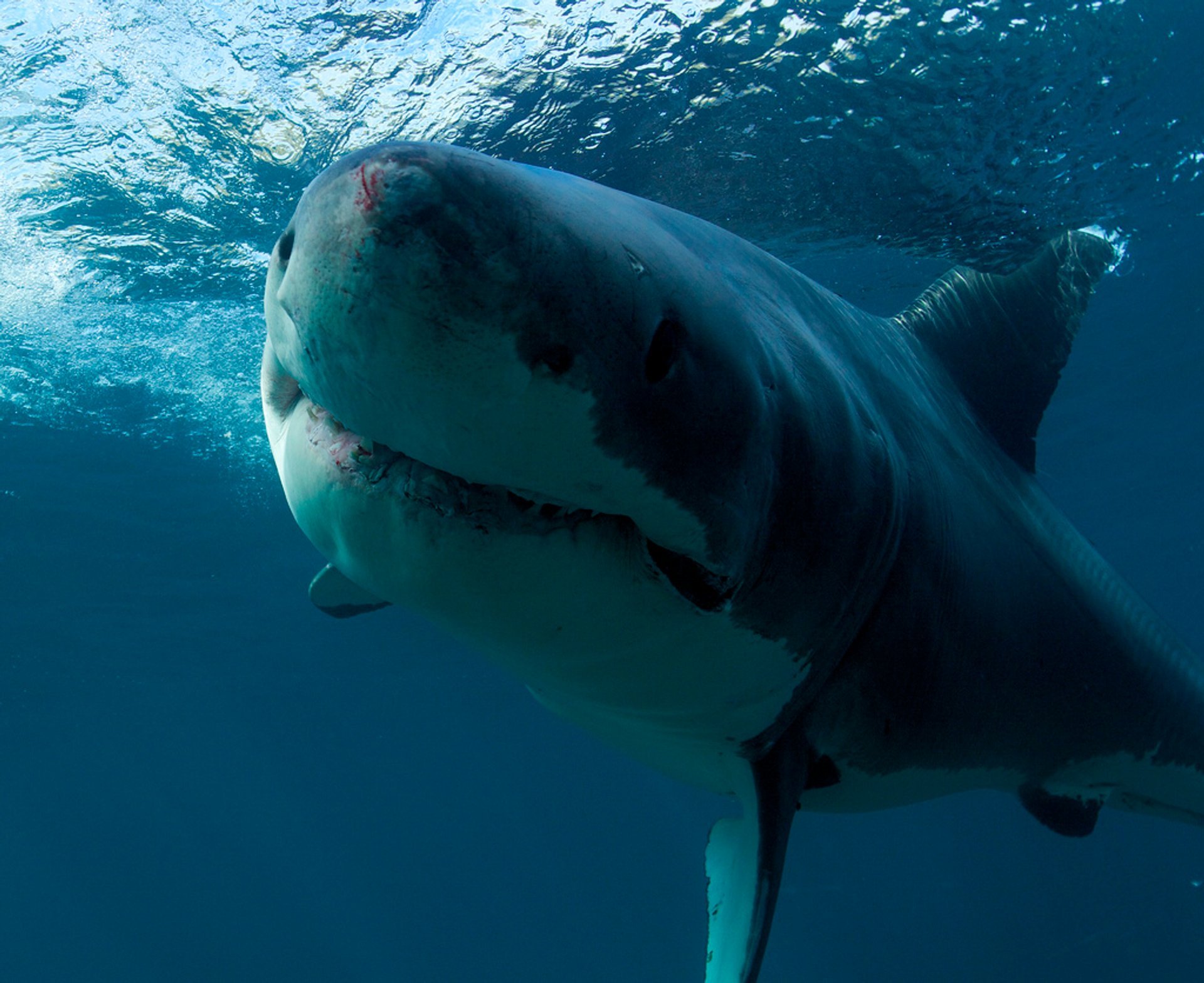 Great White Shark Cage Diving