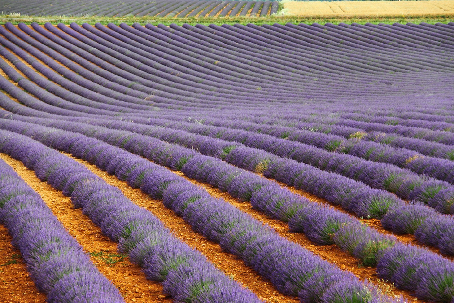 Campos de lavanda en Bloom