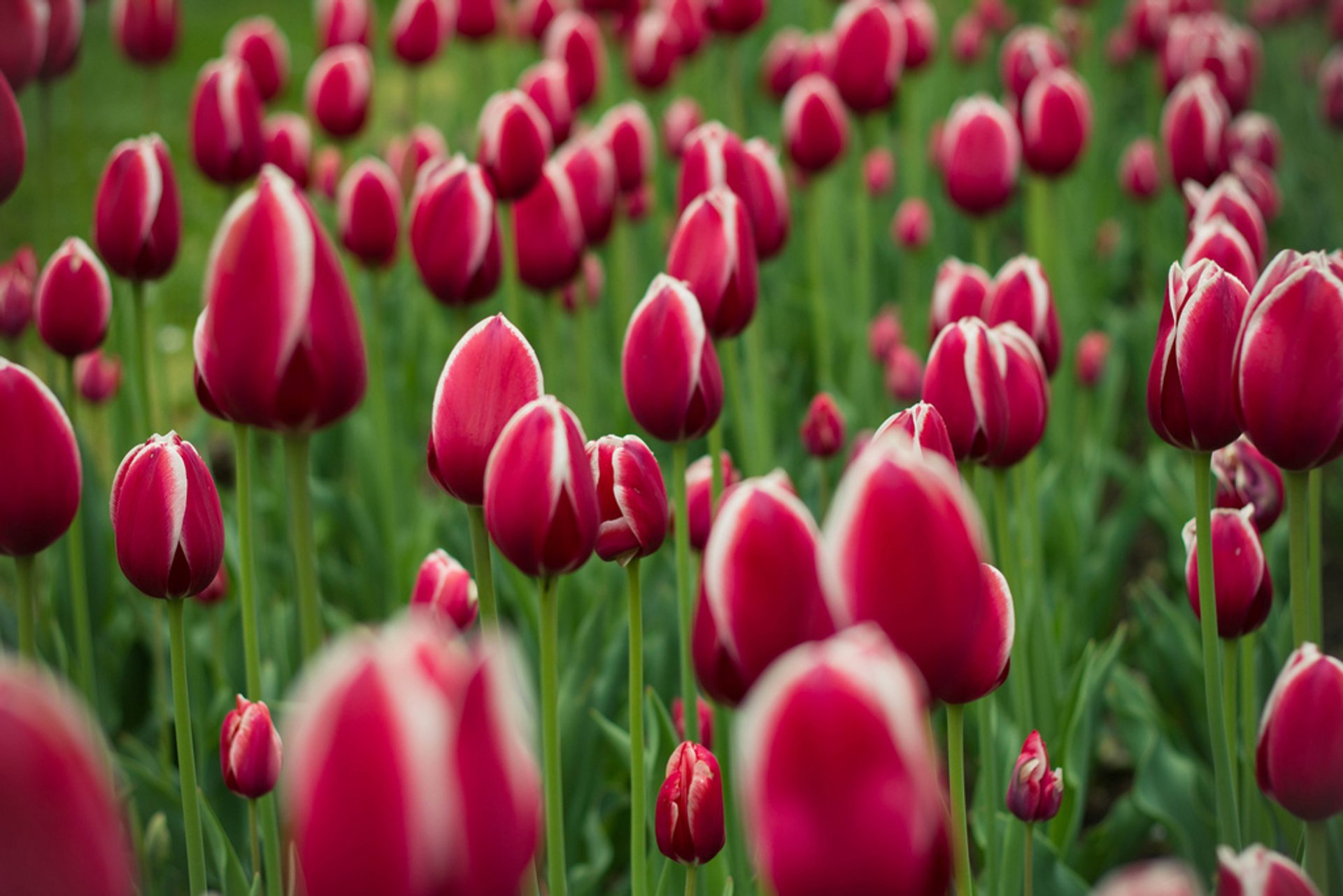 Flores de primavera