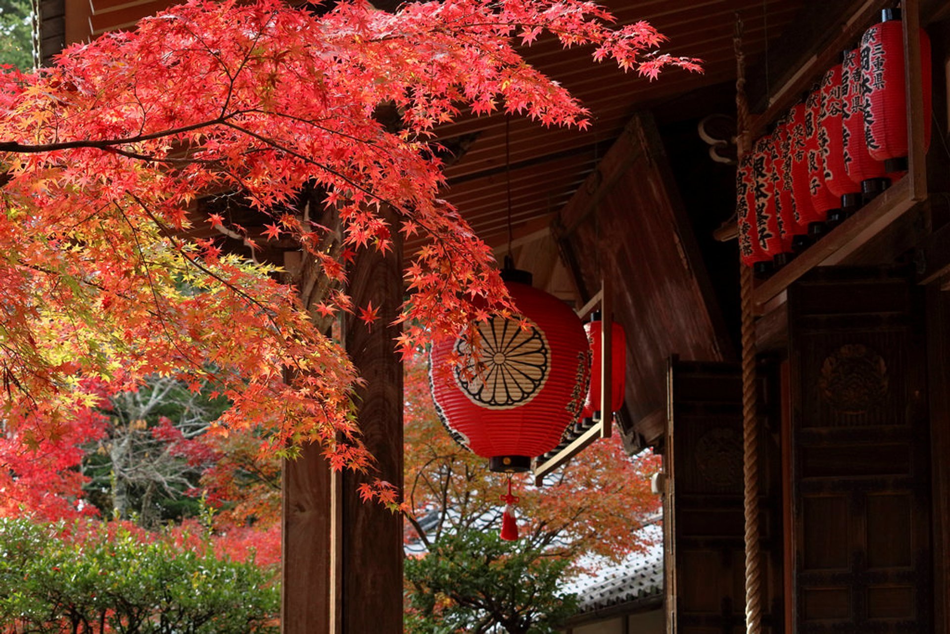 Fogliame d'autunno (Kōyō)