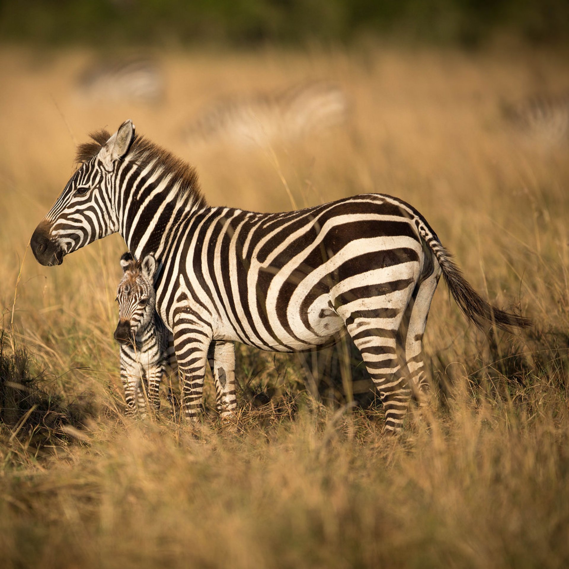 Newborn Animals