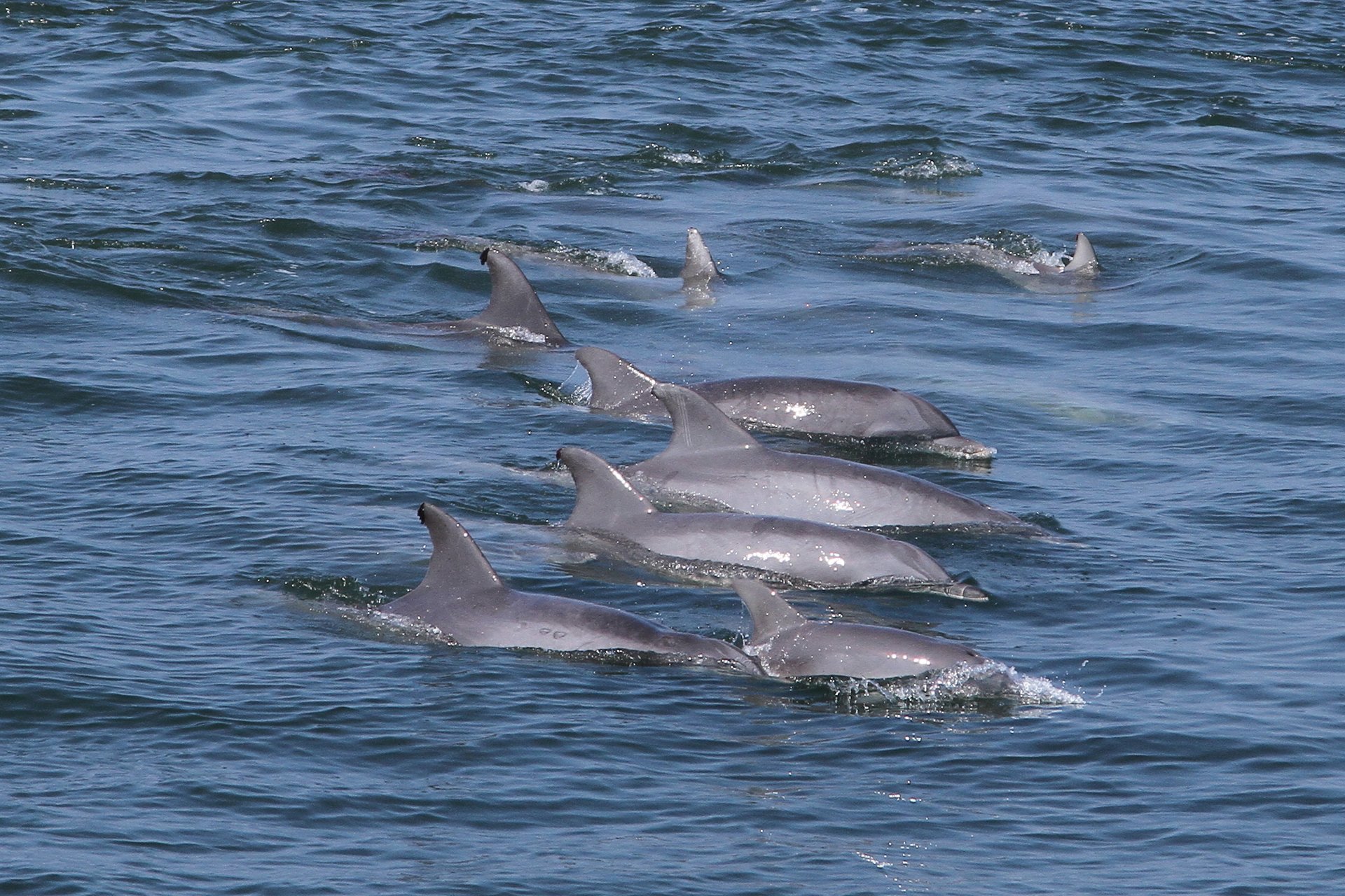 Dolphin & Whale Watching in New Jersey 2020 - Best Time