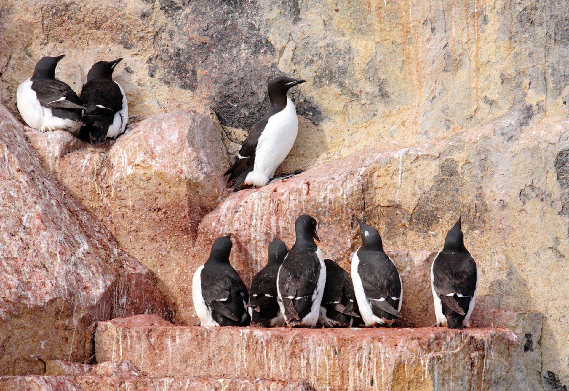 Bazar de pájaros Guillemot de Brunnich