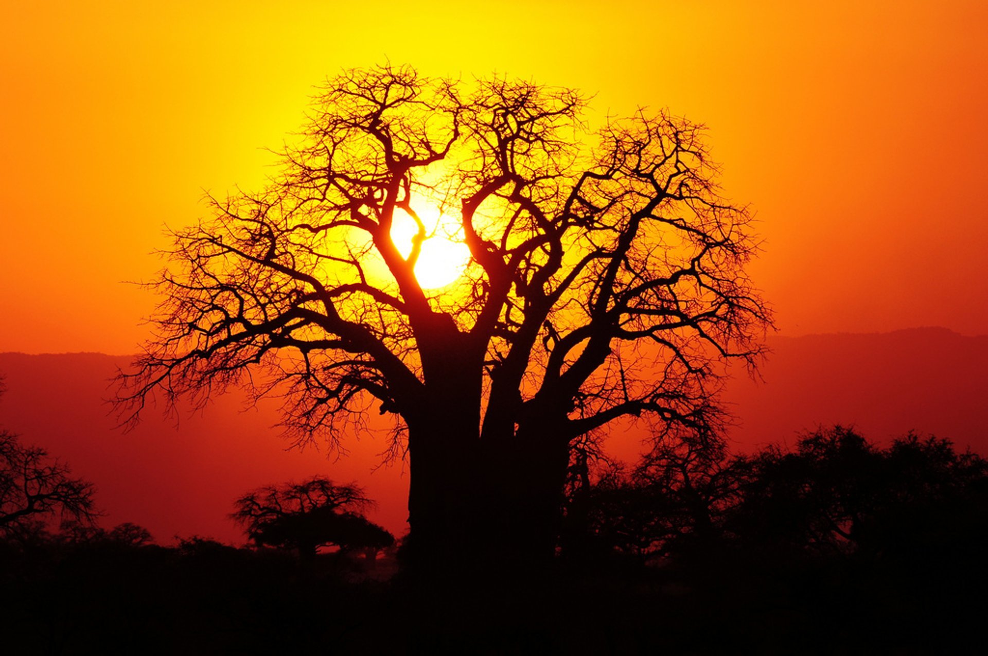 Baobab Blooming and Fruit