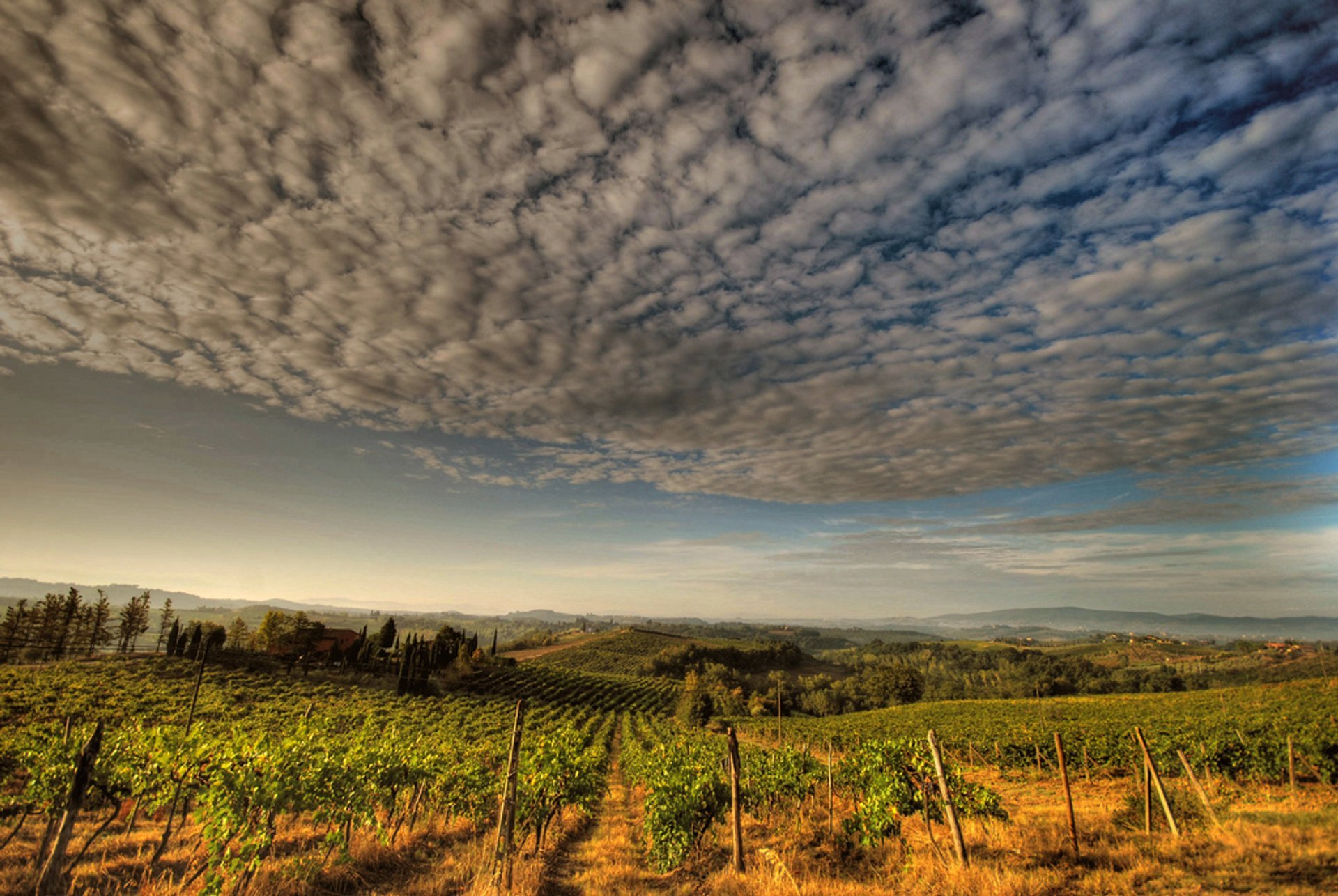 Vendemmia o Cosecha de uvas