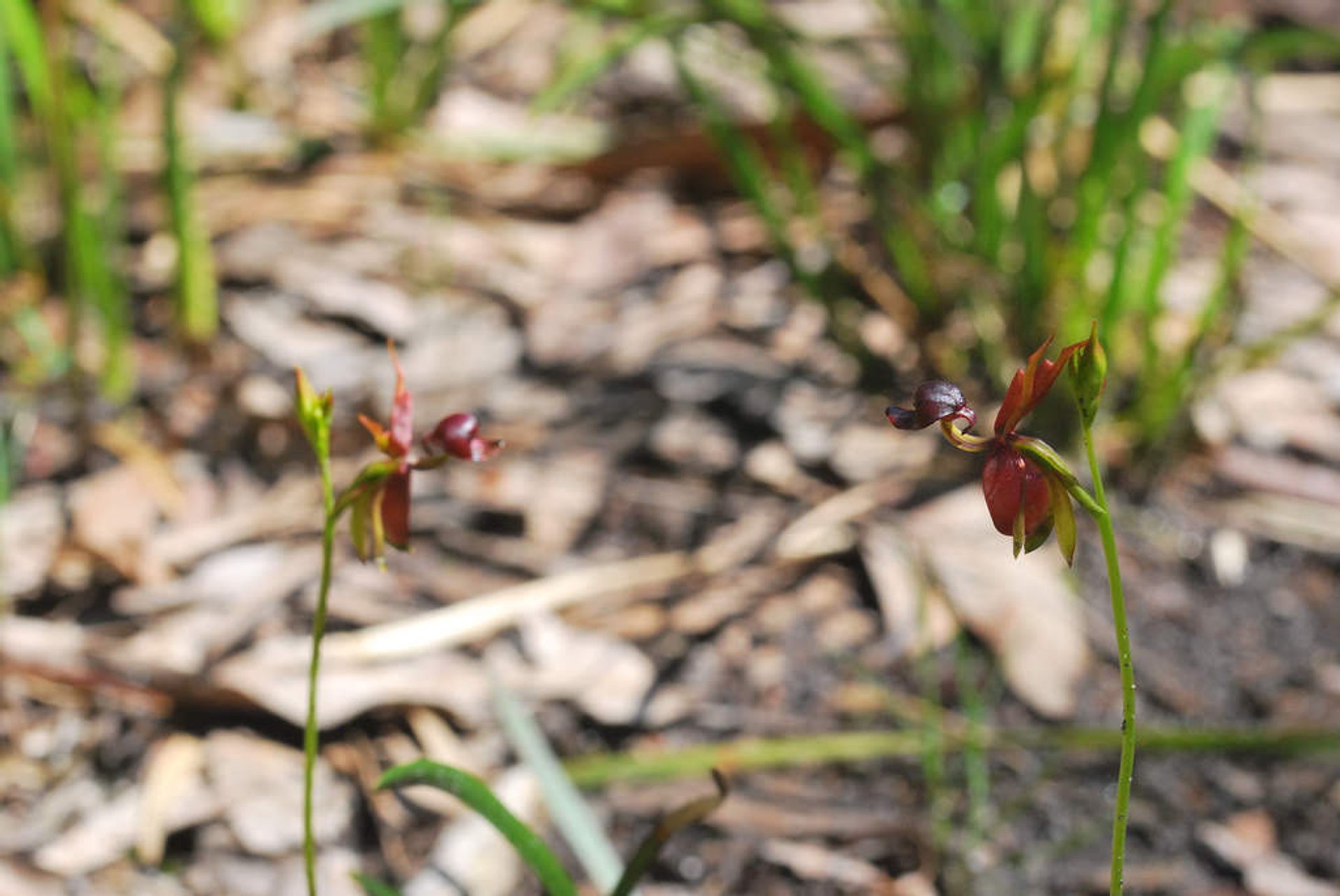 Caleana major (Flying Duck Orchid) - World of Flowering Plants