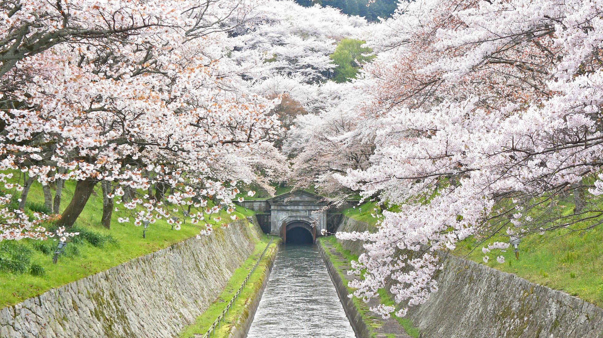 Cherry Blossom in Kyoto 2025 Rove.me