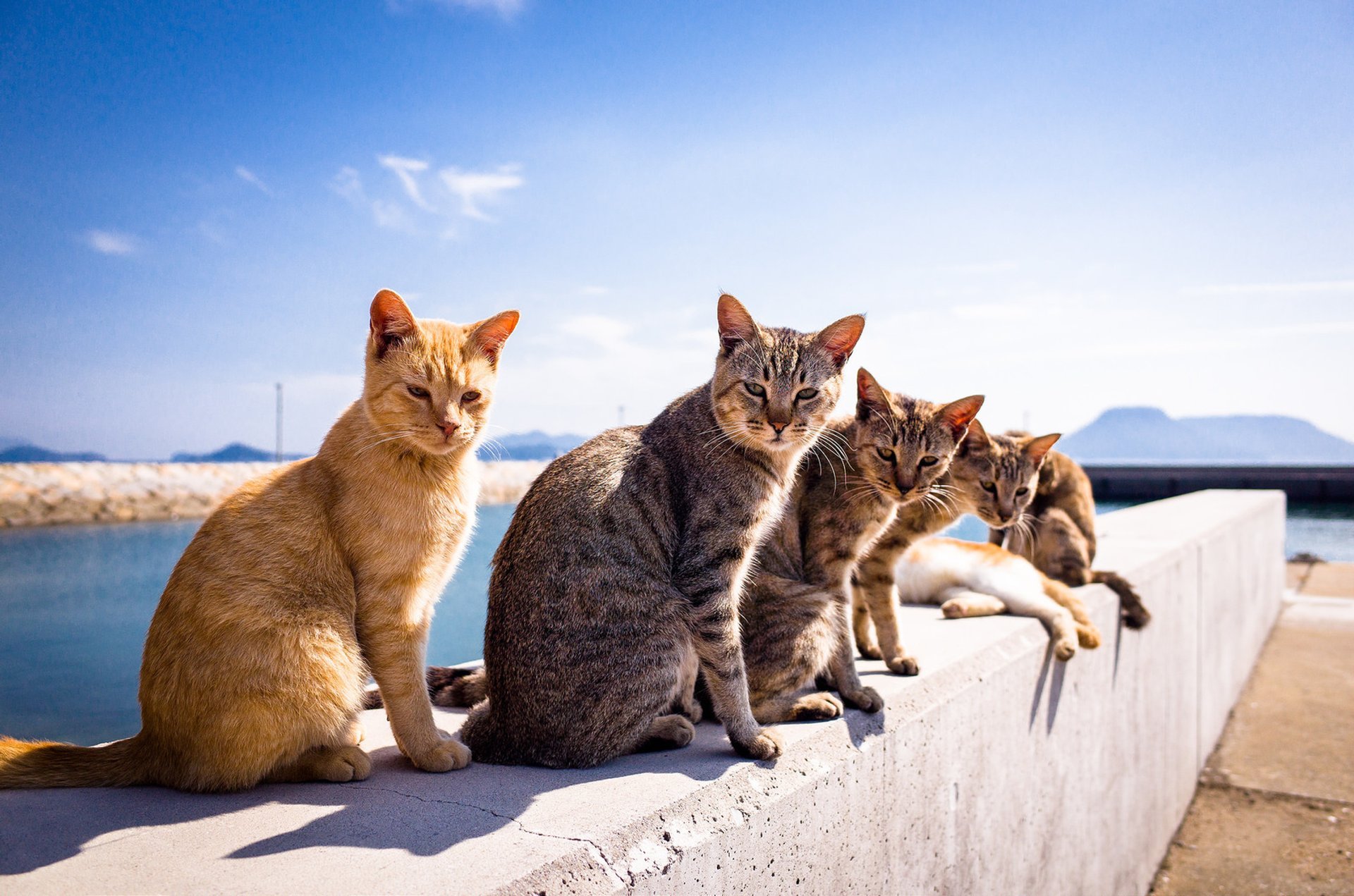 Japan: Aoshima island overrun by cats 