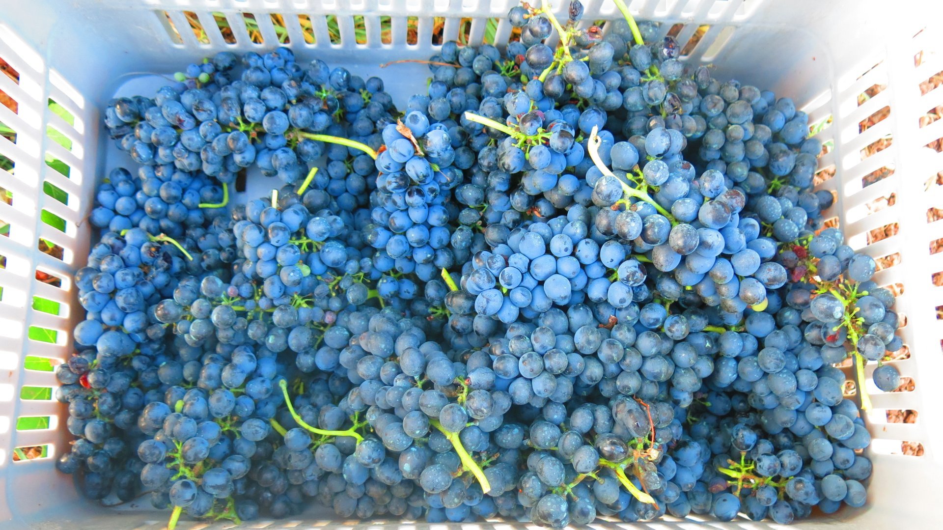 Grape Harvest