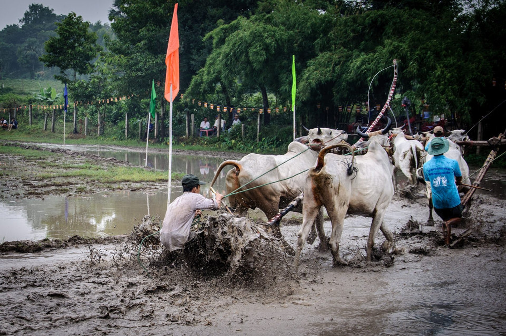 Festival de carreras de vacas