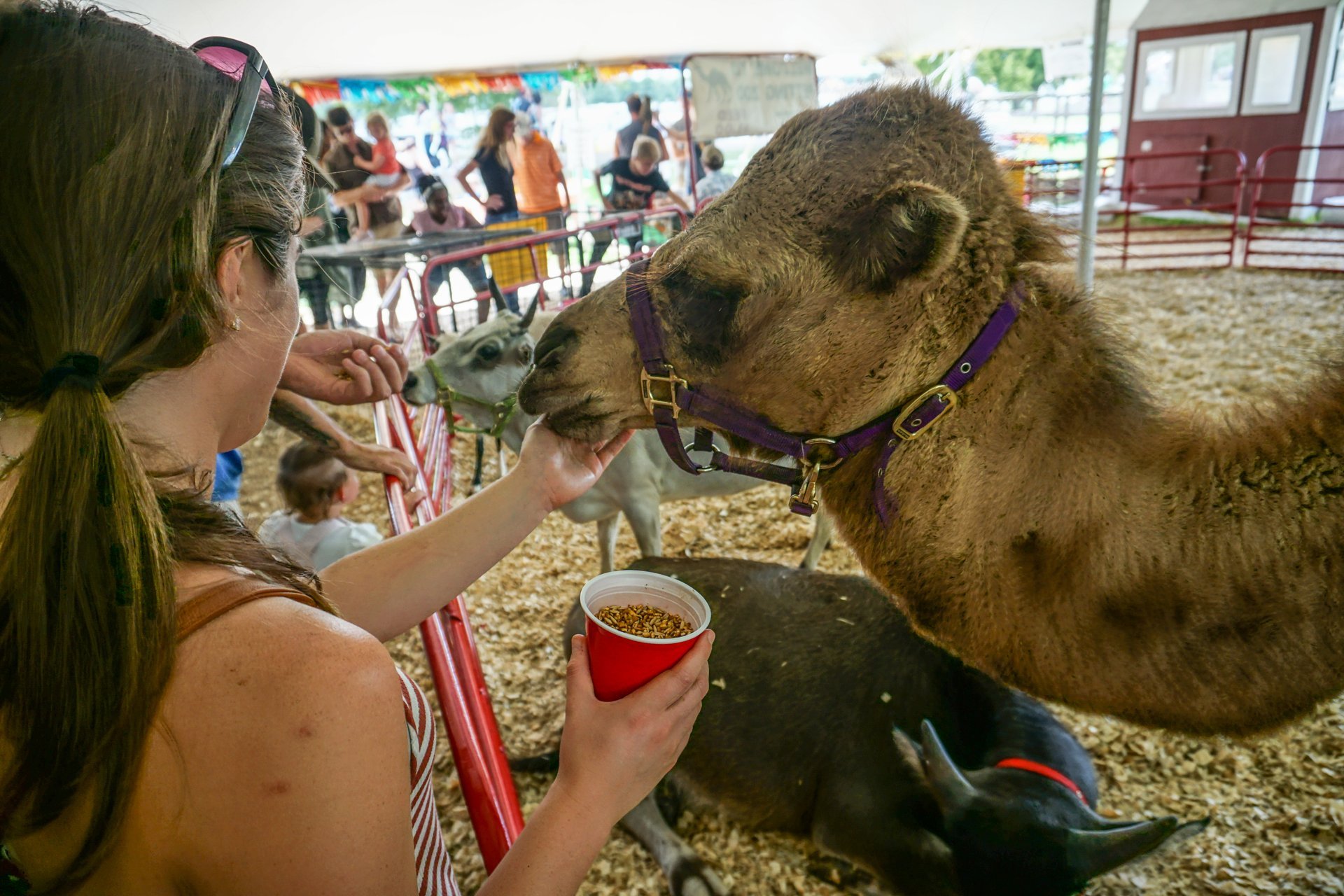 Georgia State Fair