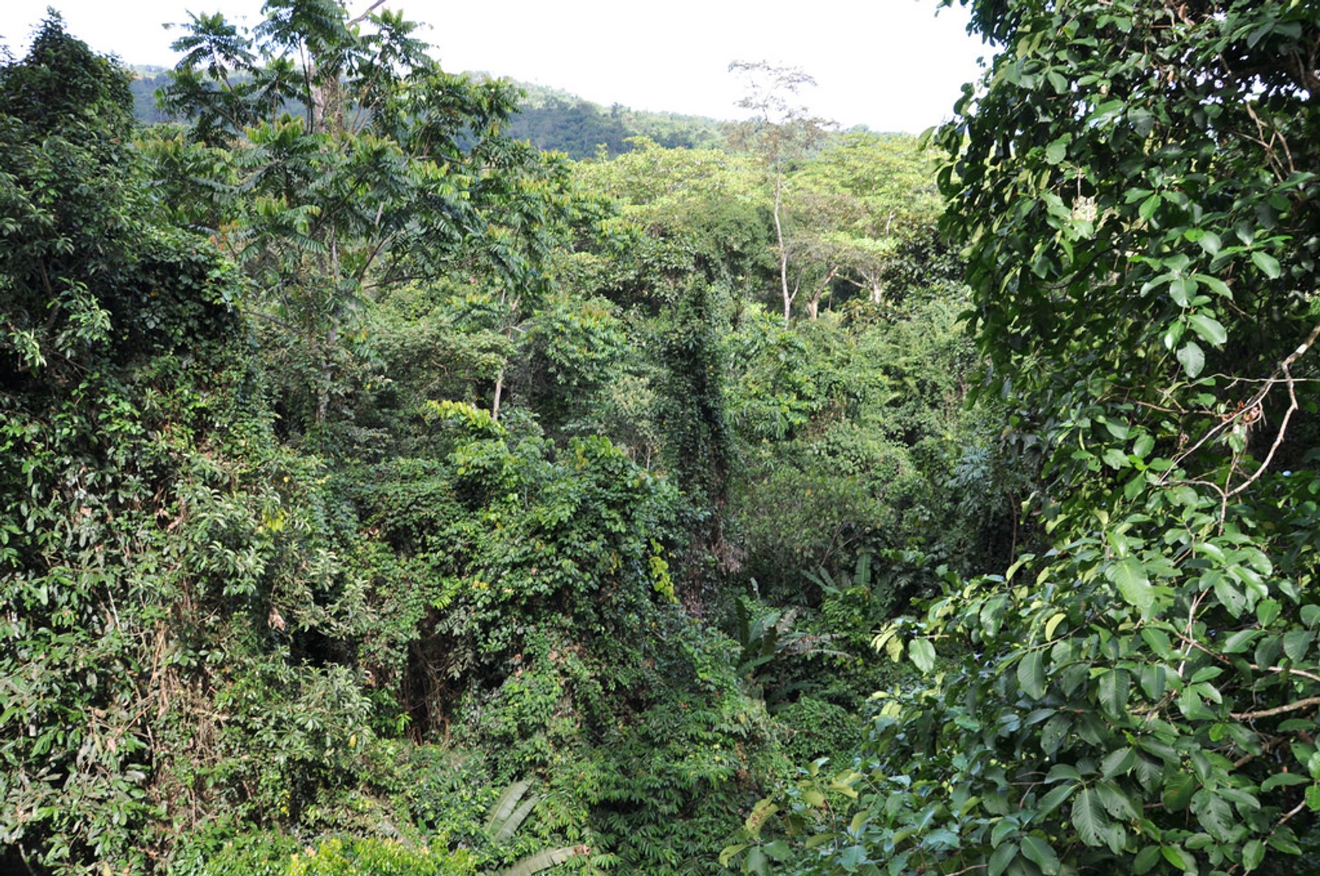 Canopy Walks in Borneo