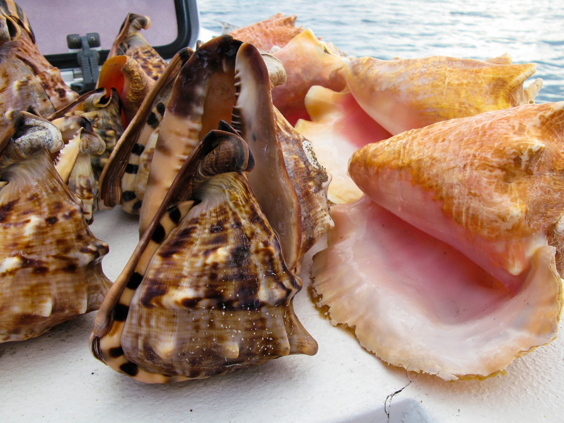 Queen Conch Season