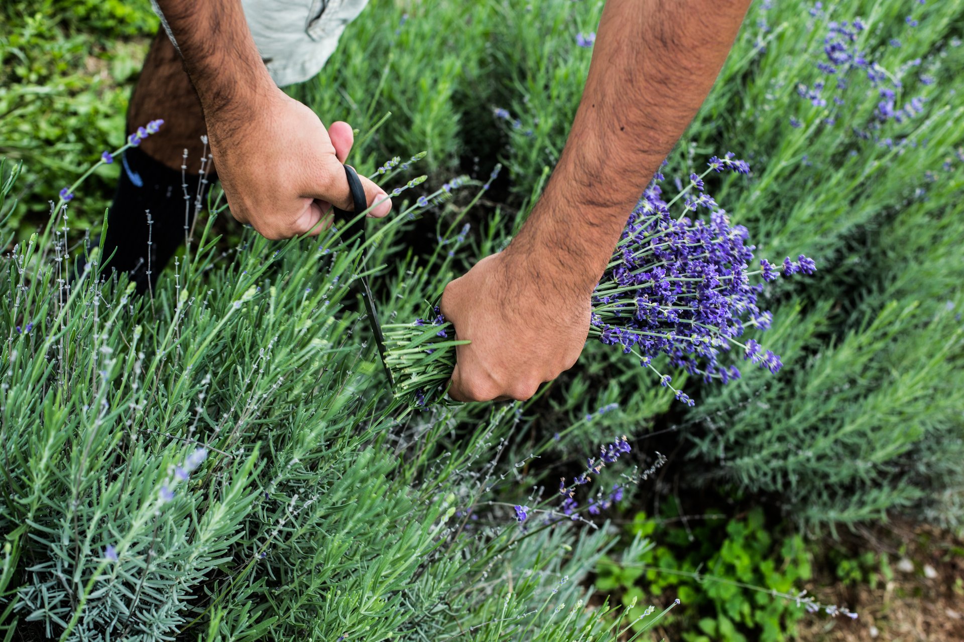 Maryland Lavender Festival