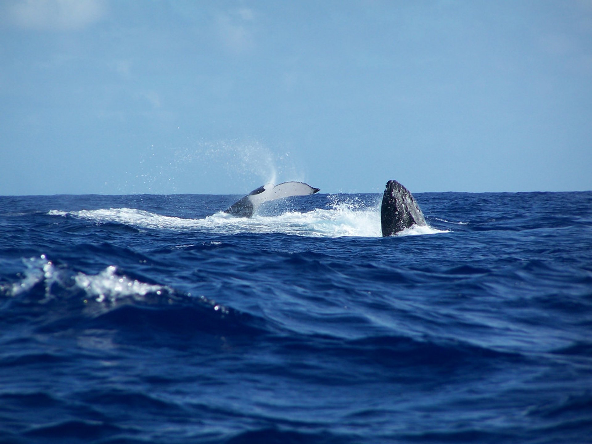 Ballenas jorobadas