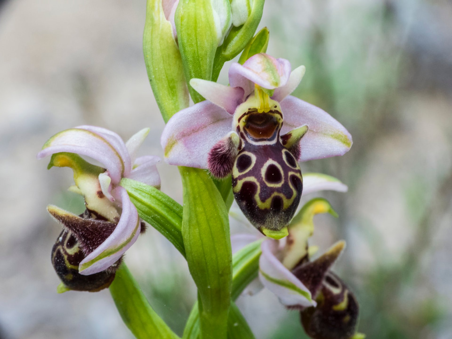 Blühende Orchideen