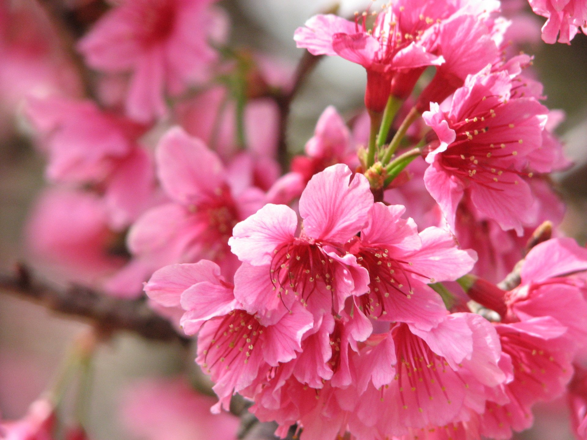 Cerejeiras em flor