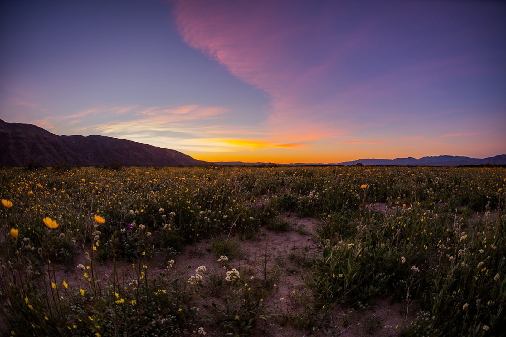 Super Bloom in Anza-Borrego Desert