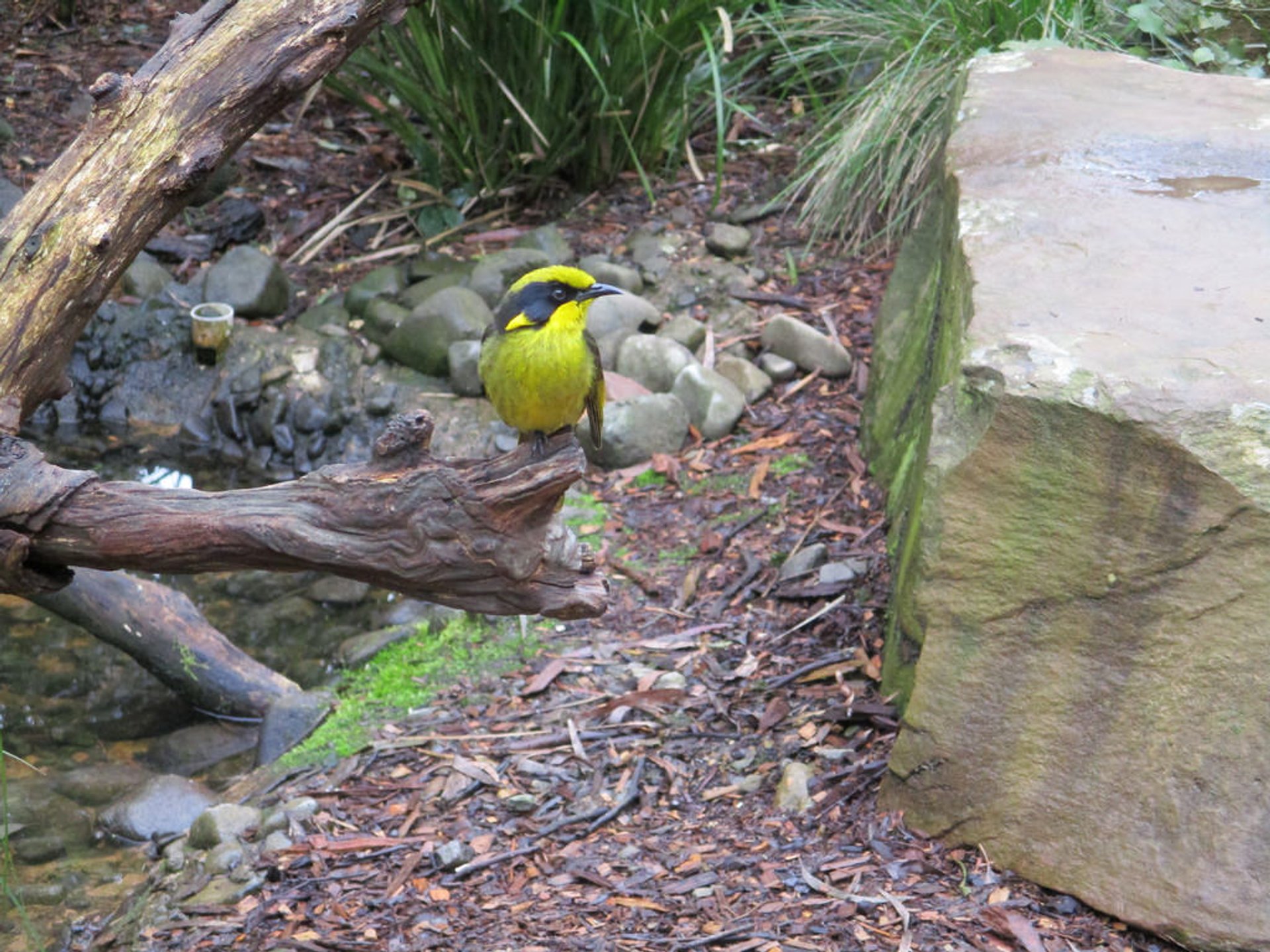 Observação de aves