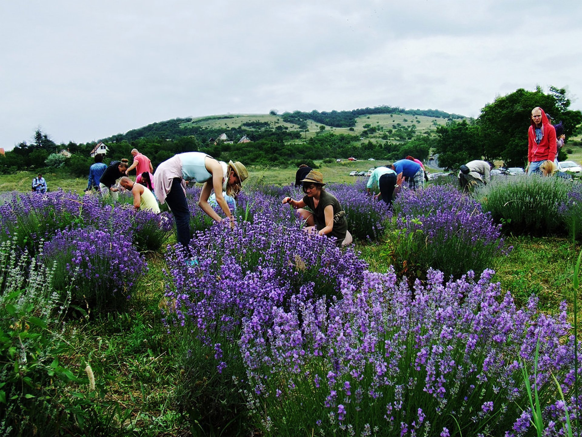 Tihany Lavender Field & Festival