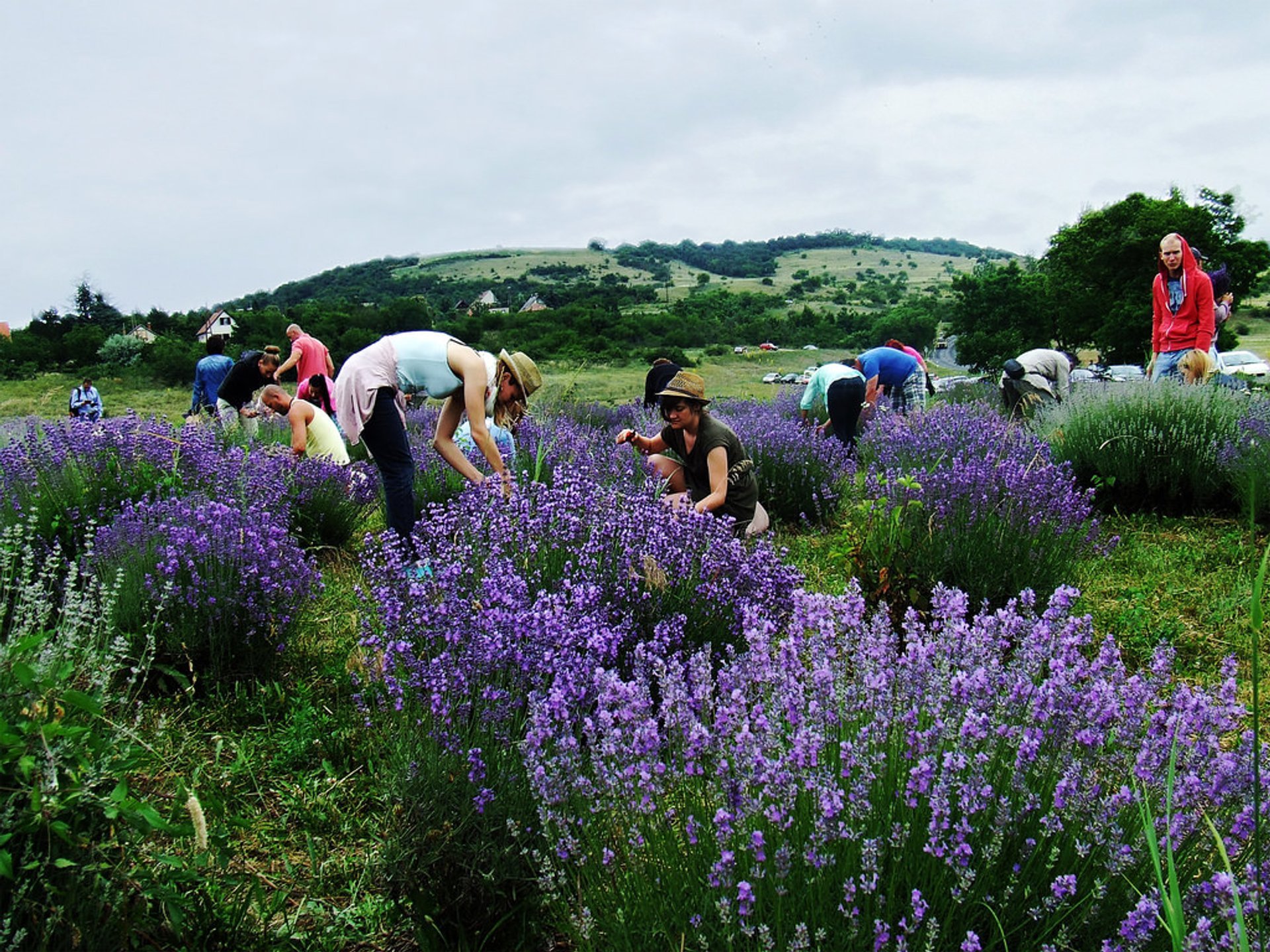 Le champ de lavandes & Festival de Tihany