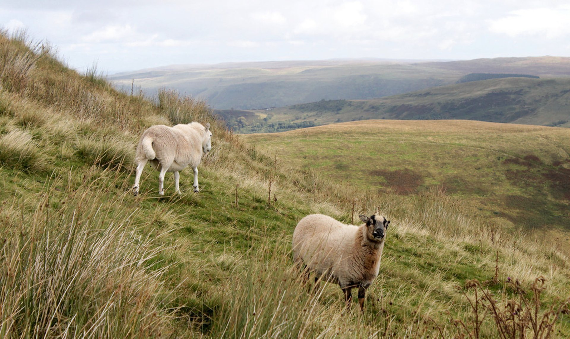 Sheep Trekking in the Brecon Beacons