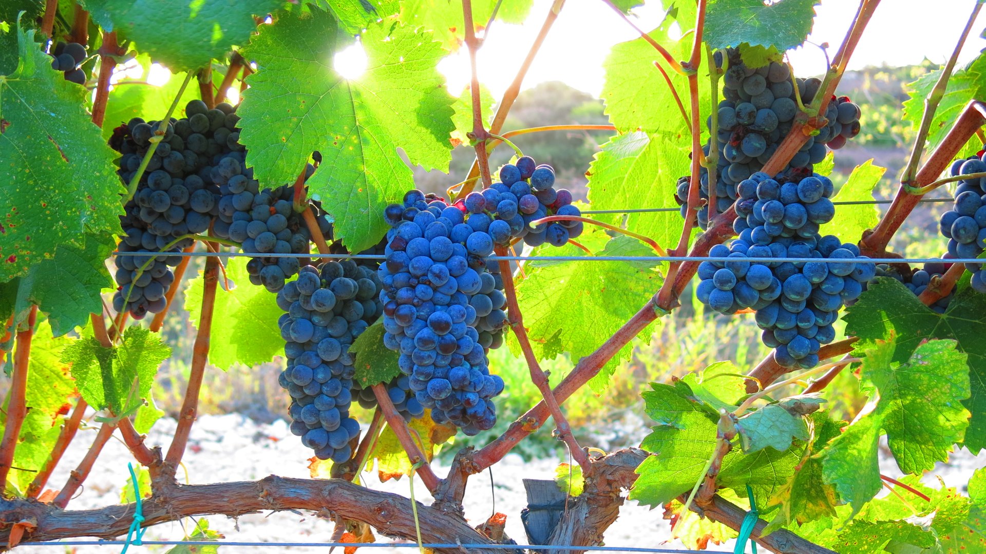 Grape Harvest