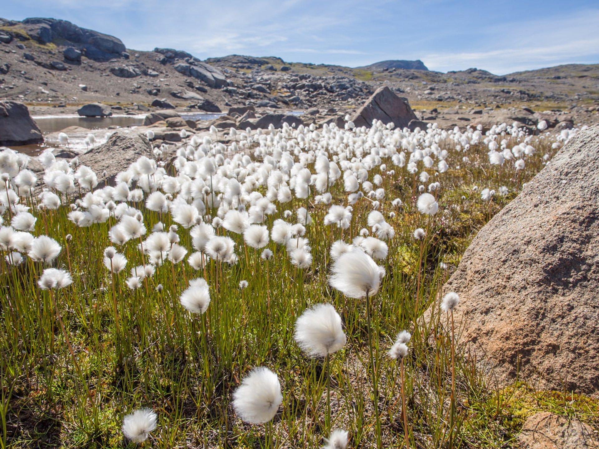 Cottongrass Blooming