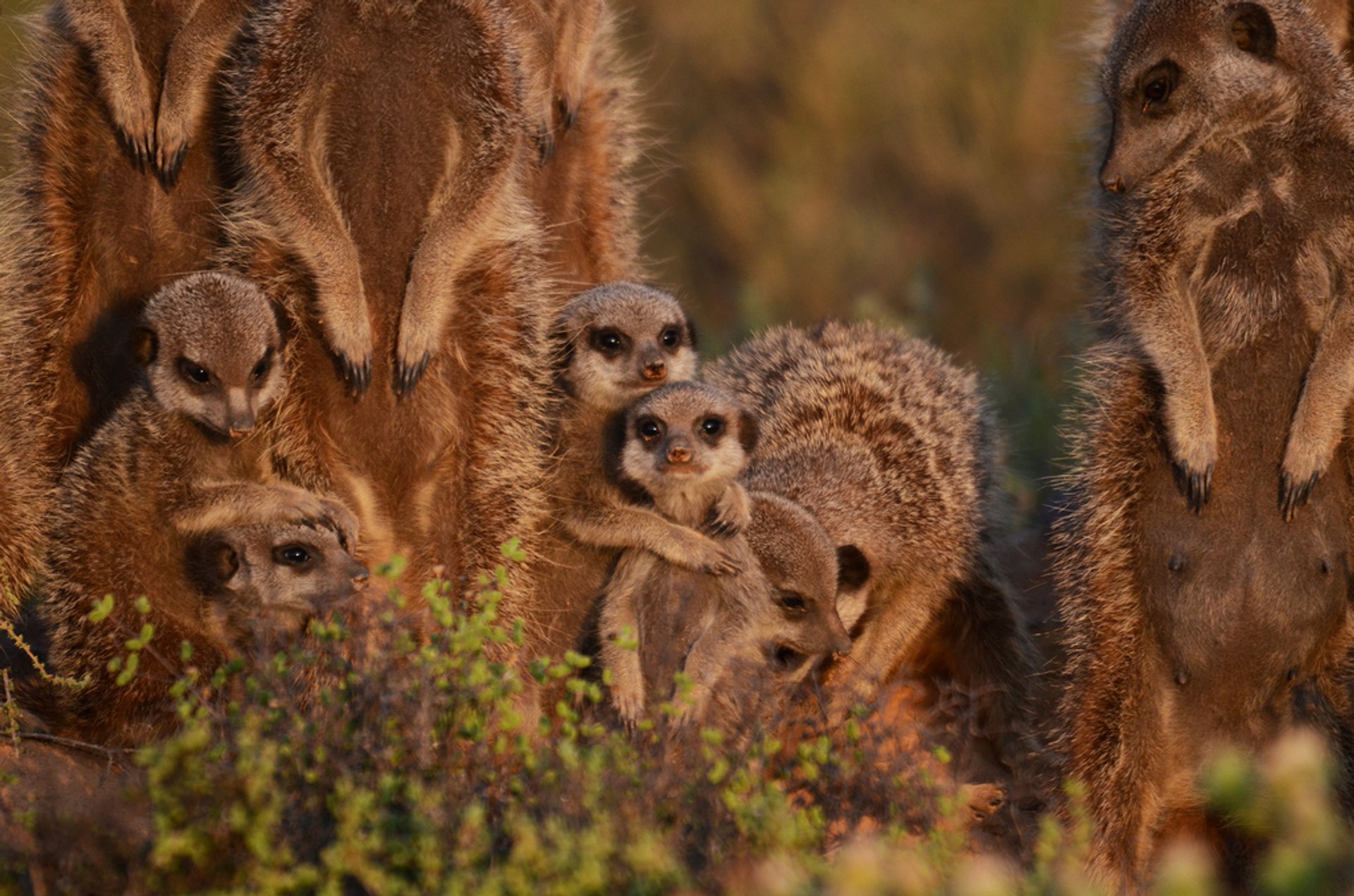 Meerkat Maravilha ao nascer do sol