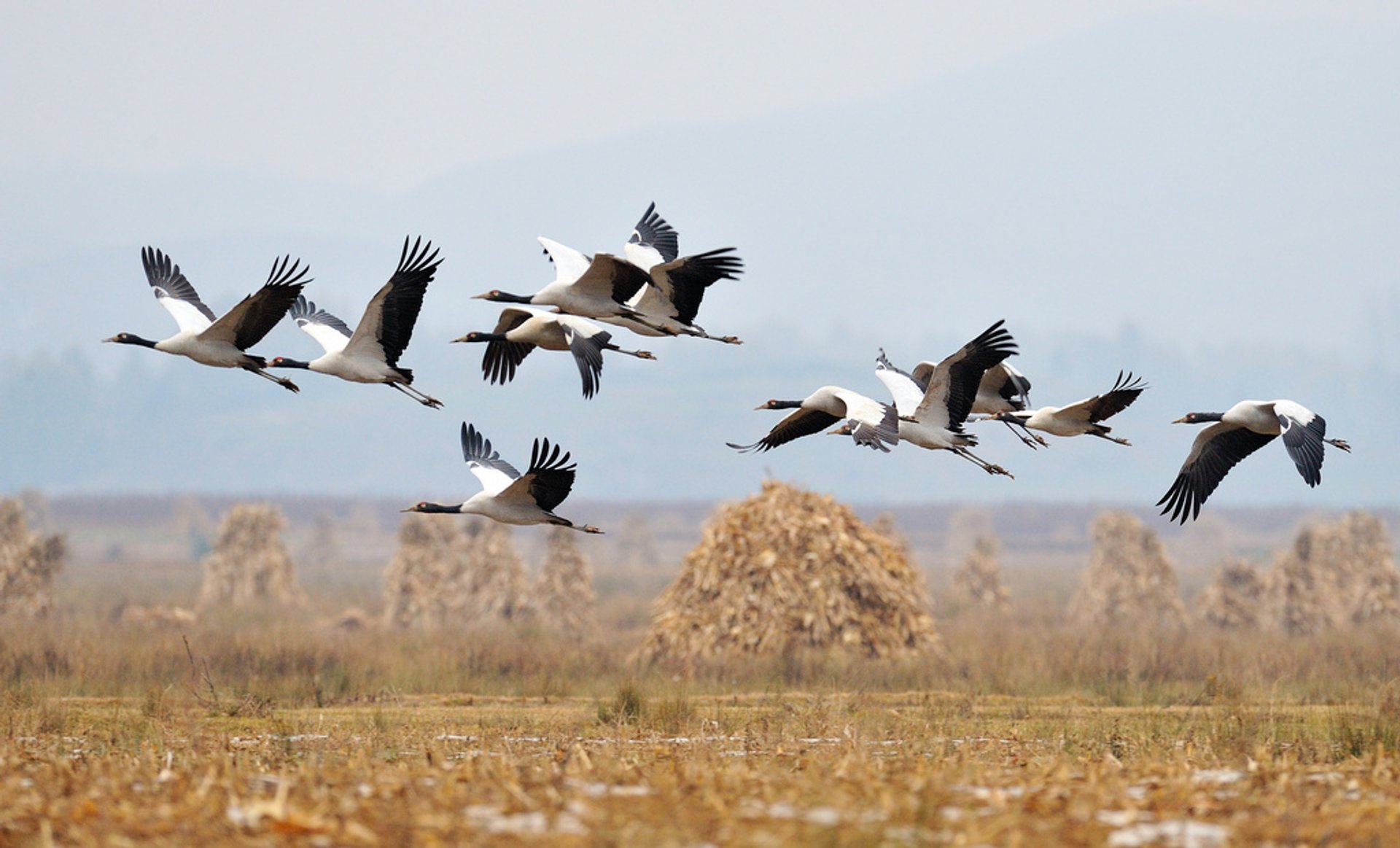 Grues à cou noir