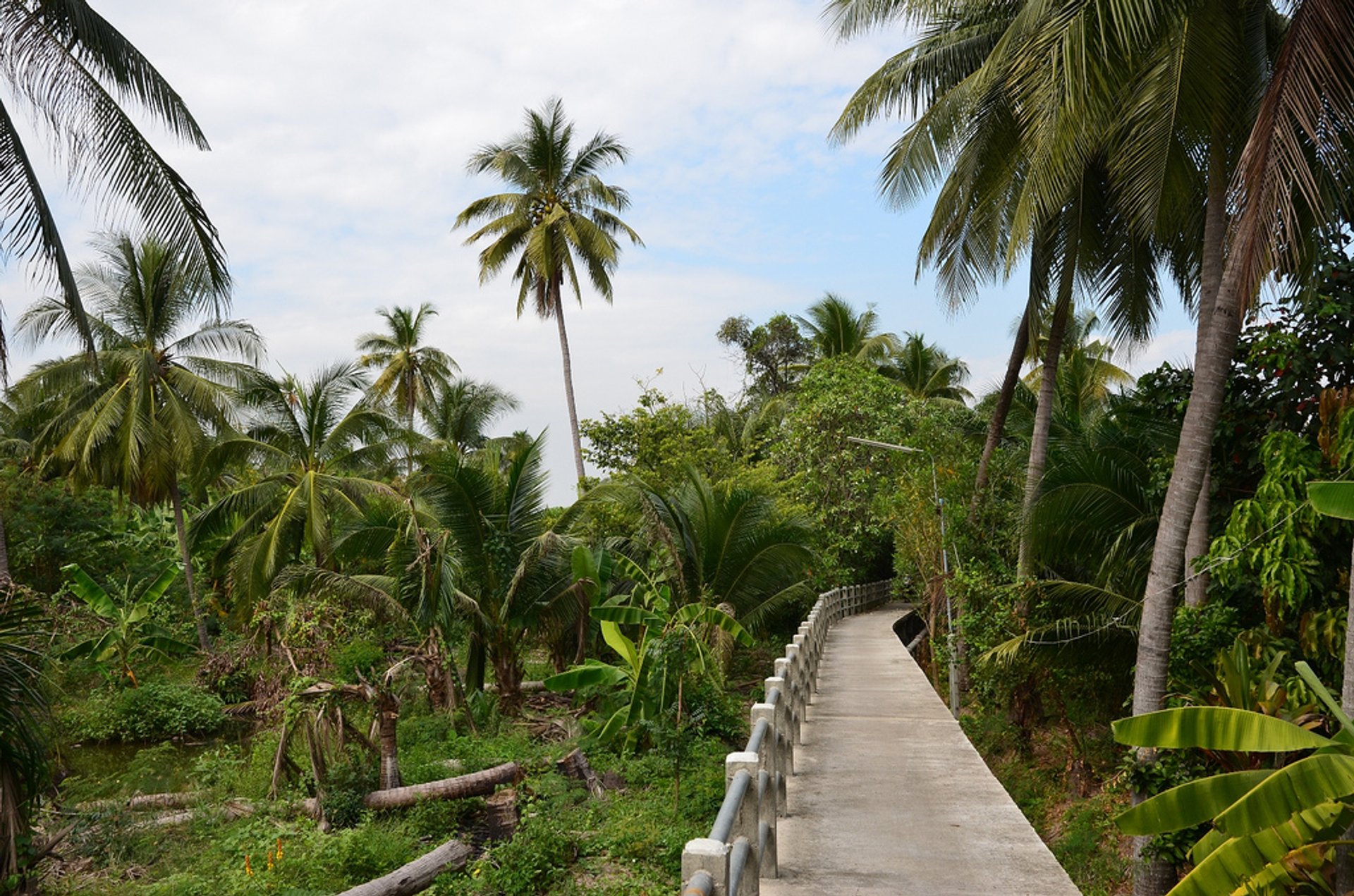 Cycling in Bang Krachao