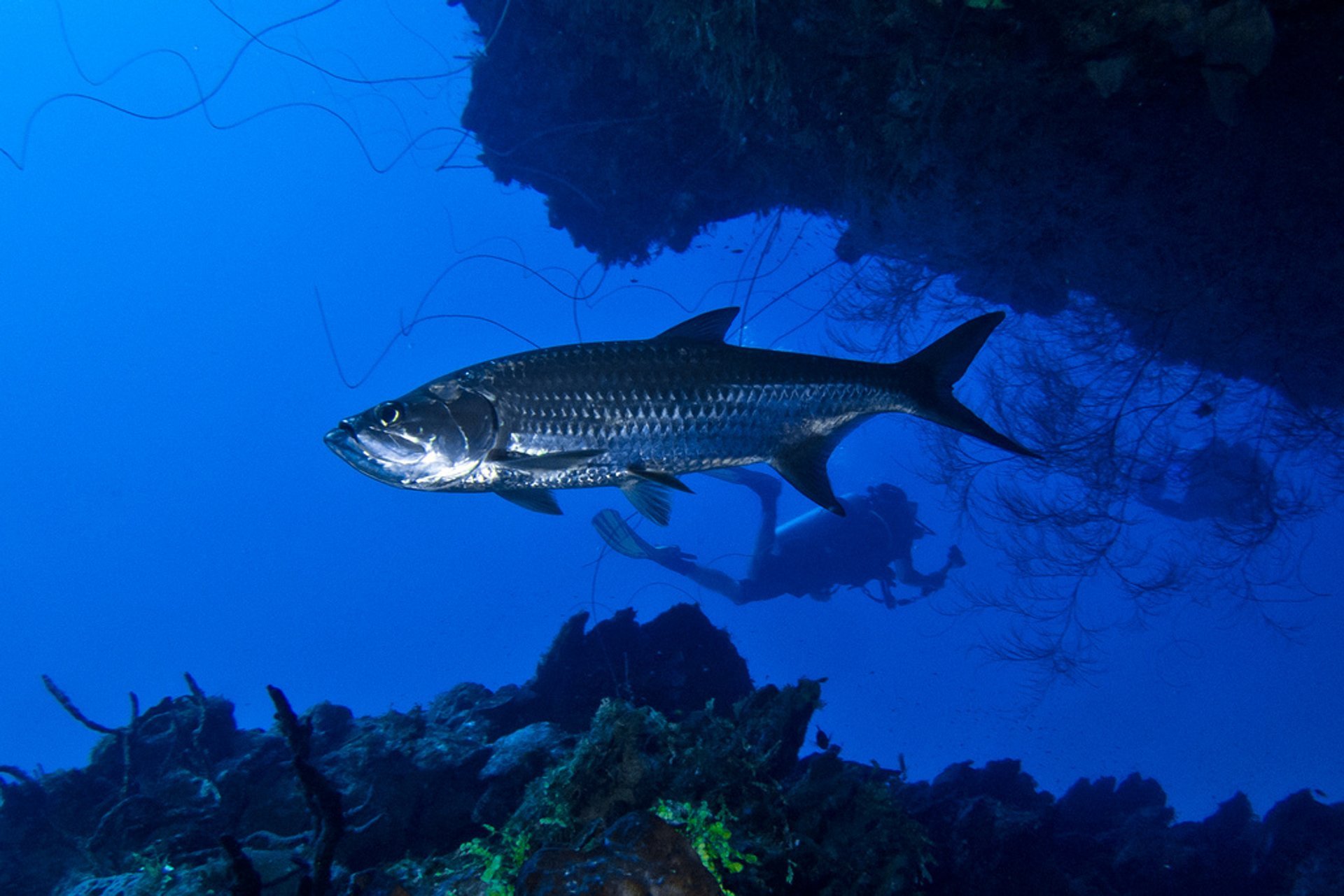 Pesca con mosca di Tarpon