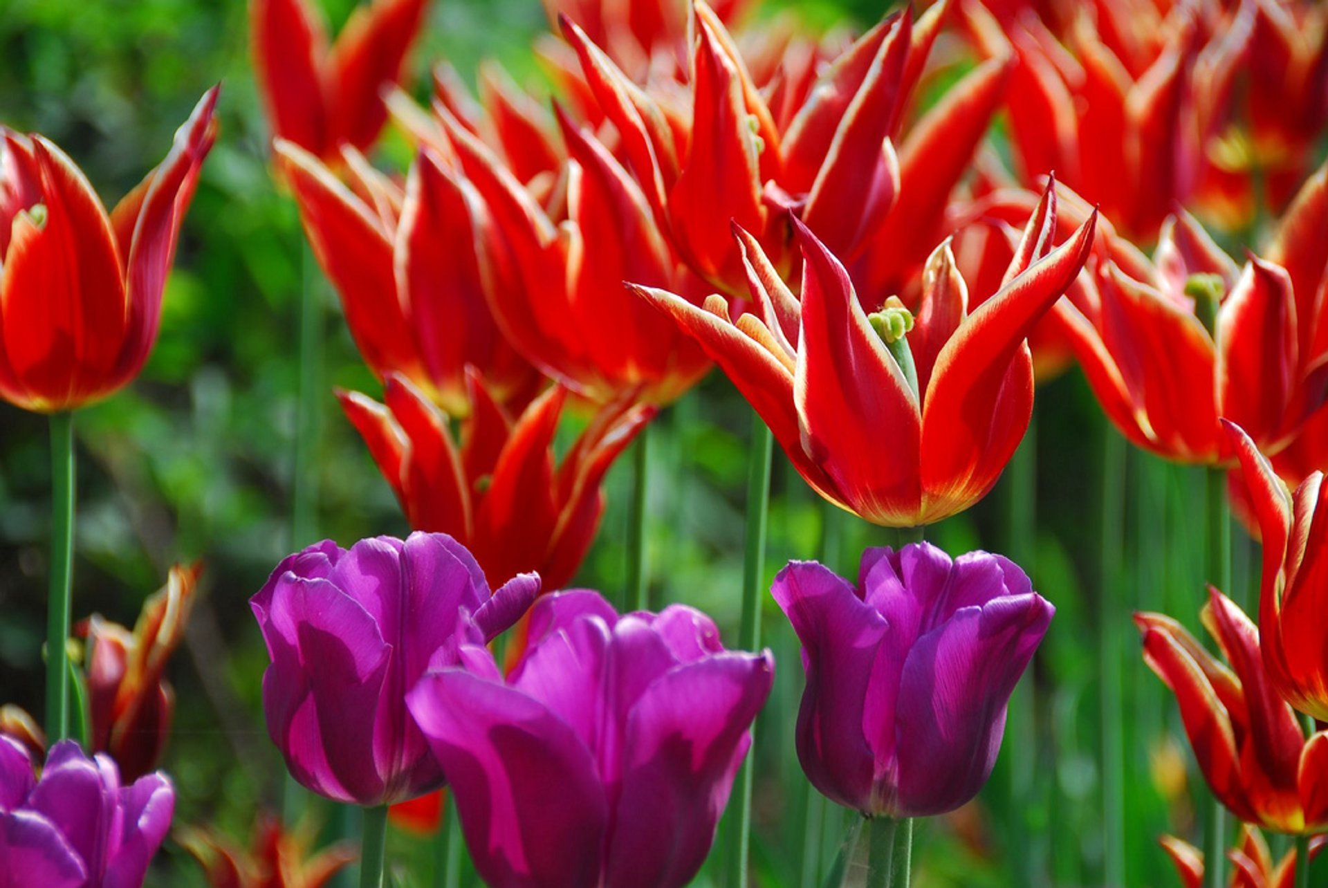 Kanadisches Tulpenfest (Canadian Tulip Festival)