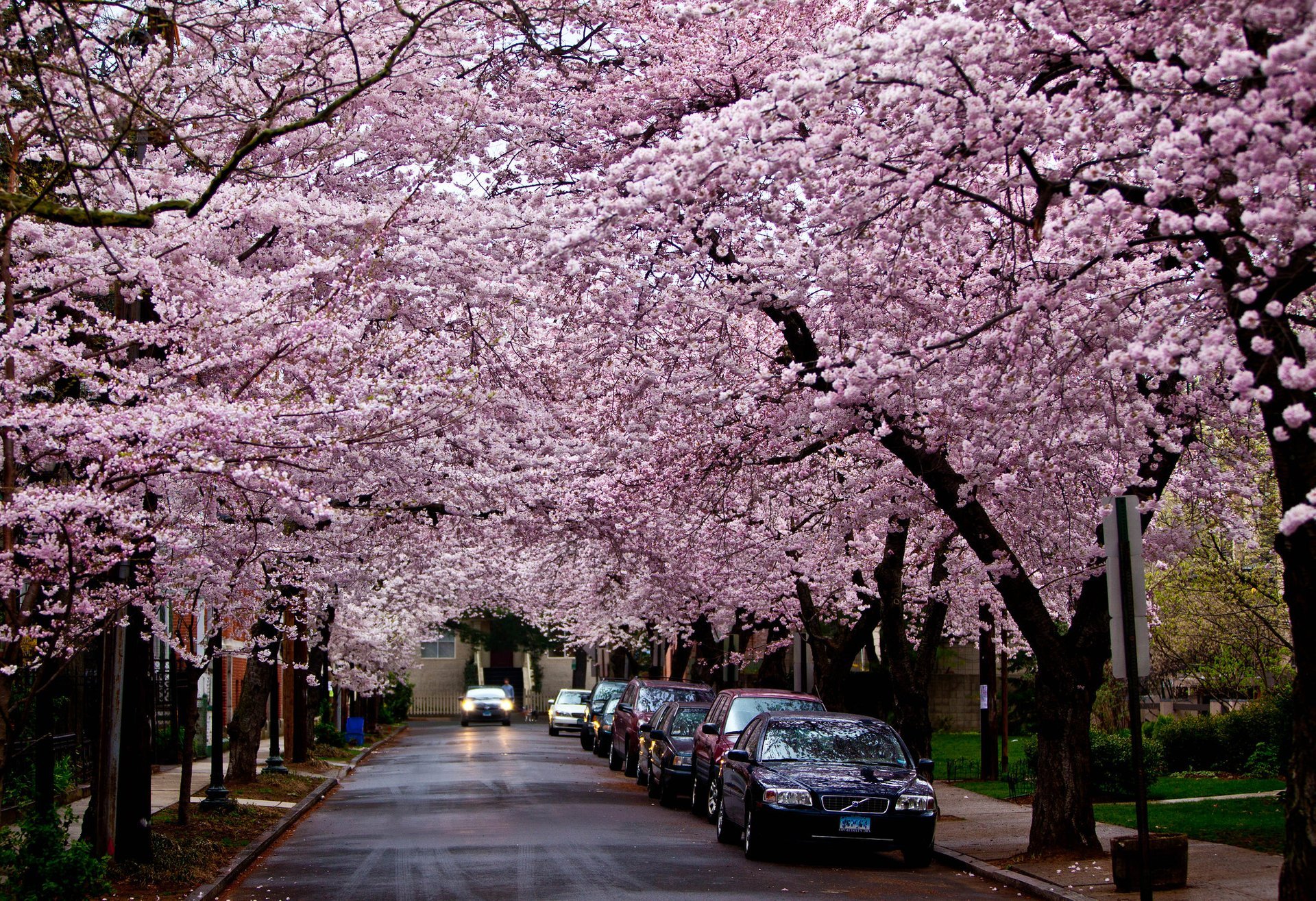 New Haven Cherry Blossom Festival 2024 Lida Kakalina