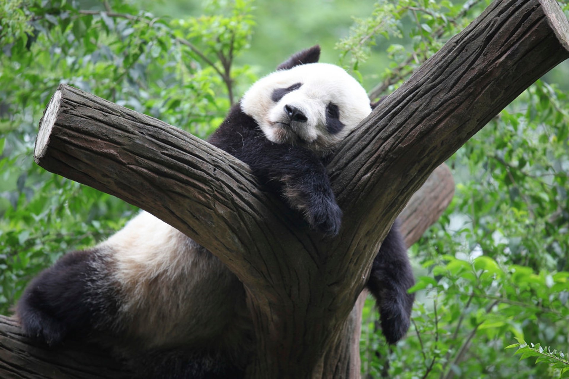 Pandas géants