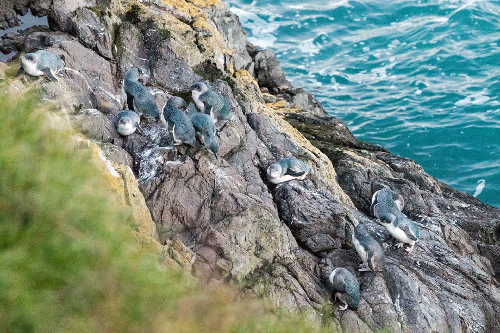 Corora (Pingüino pequeño) Temporada de cría