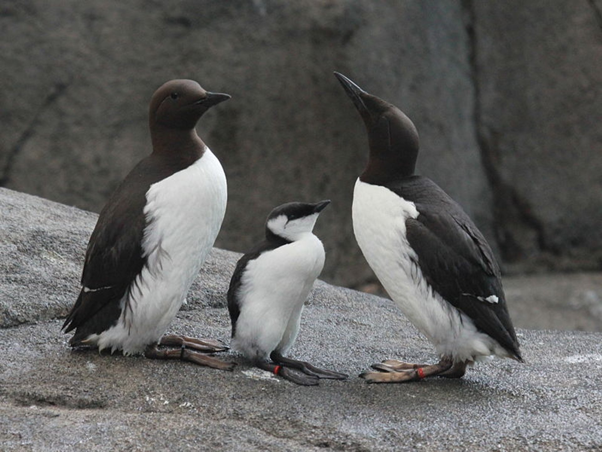 Il bazar di uccelli Guillemot di Brunnich