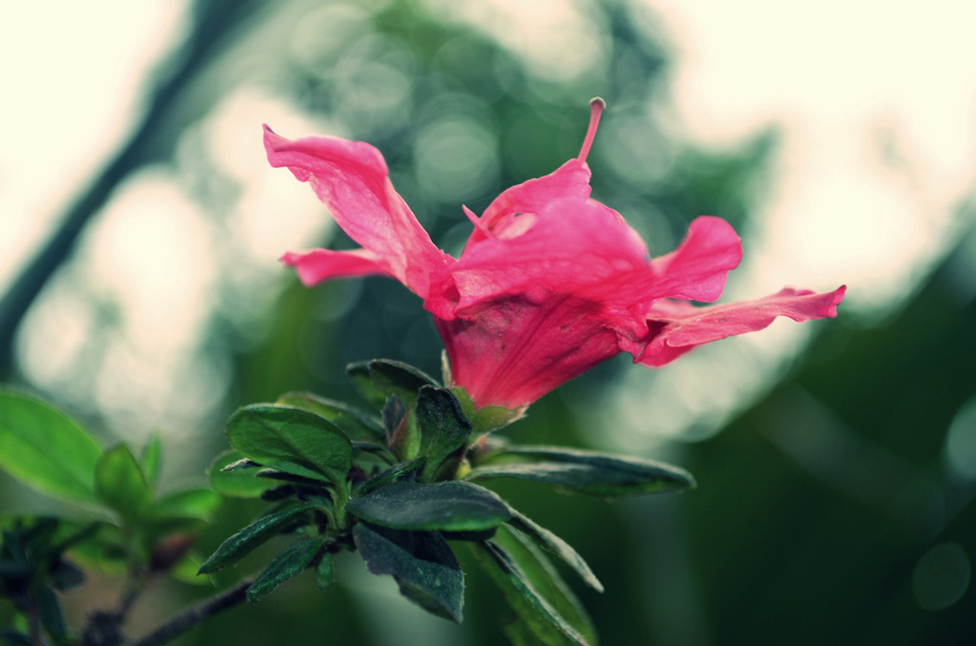 Temporada de floración del rododendro