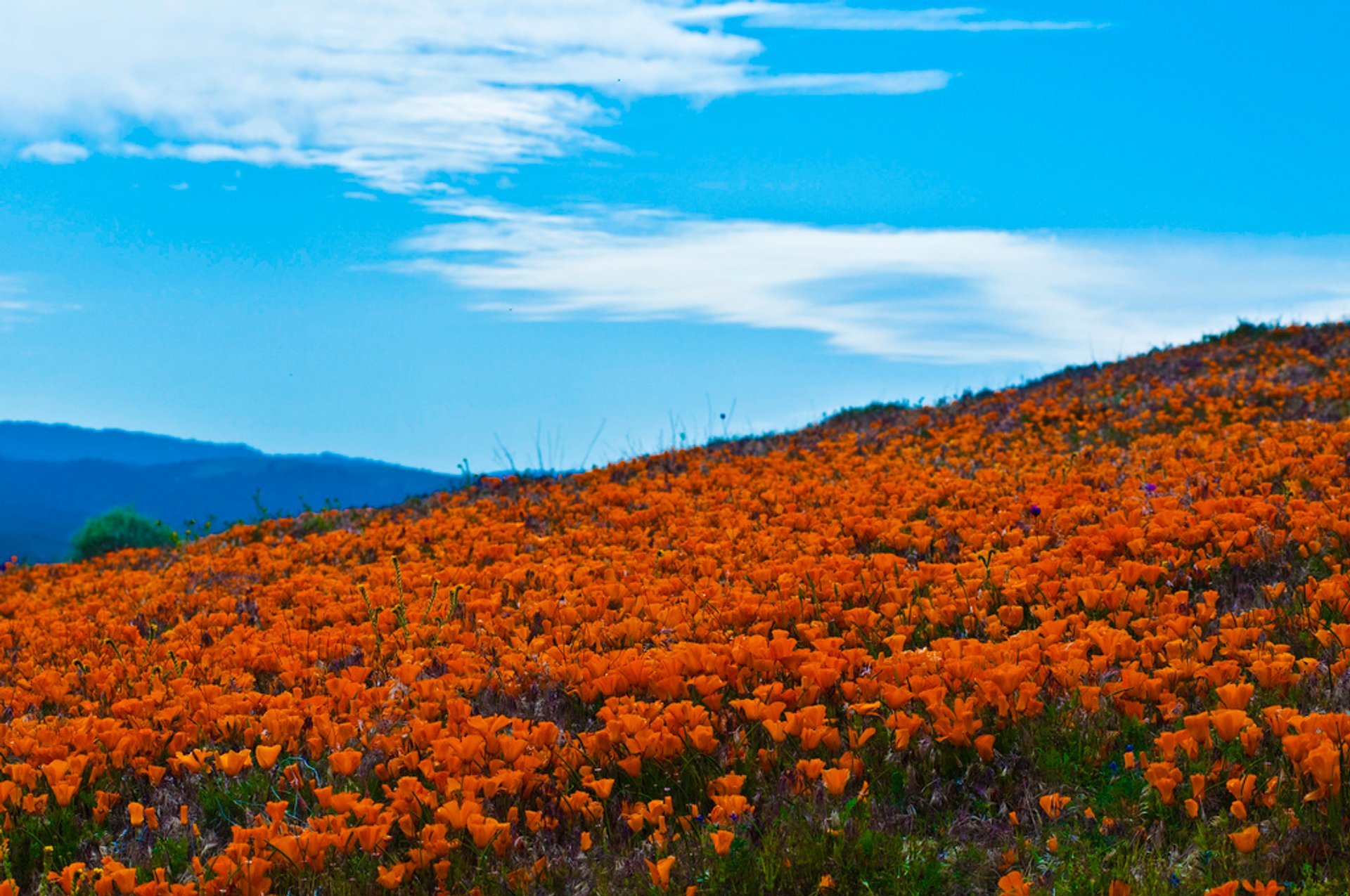 Kalifornischer Mohn in Blüte im Antelope Valley