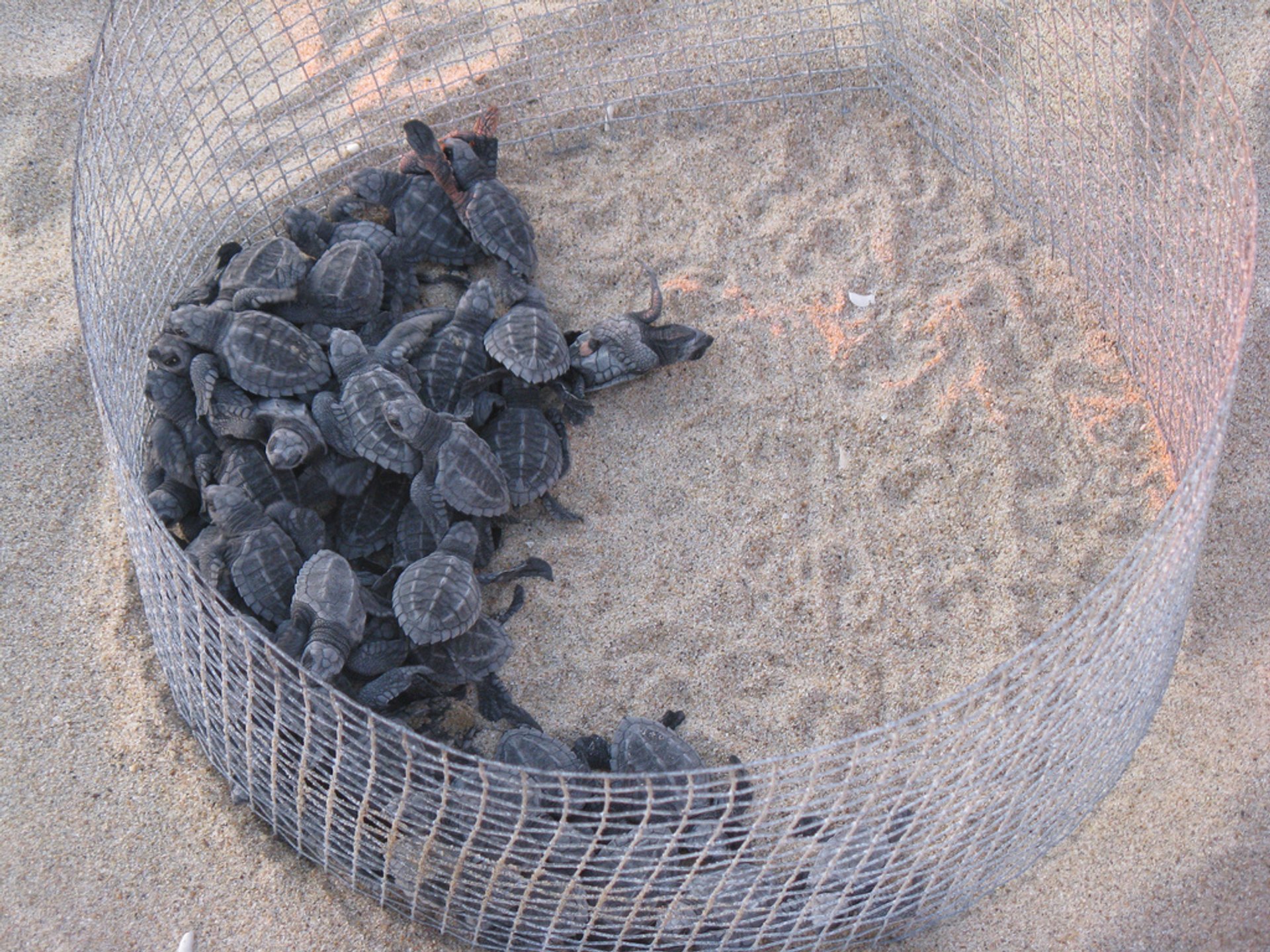 Baby Turtle Release