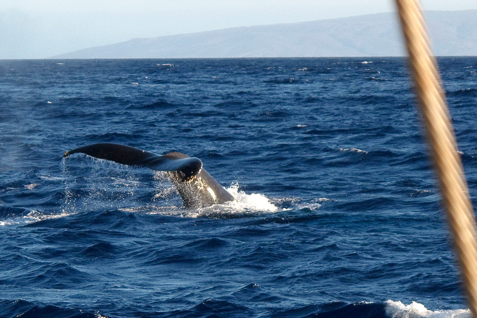 Observation des baleines