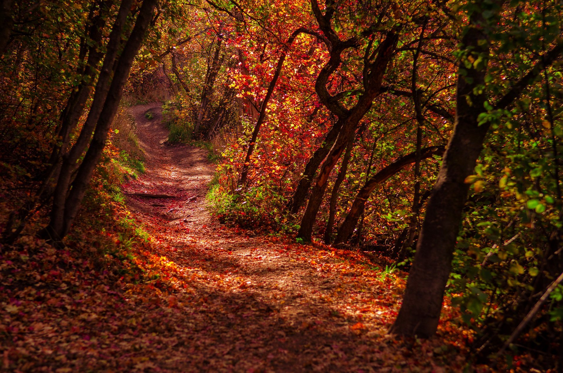 Couleurs d'automne de l'Utah