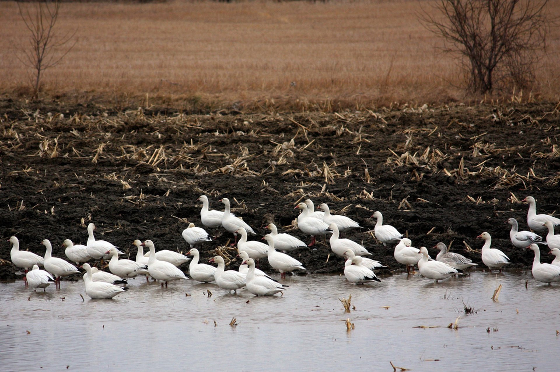 Snow Geese Spring Migration