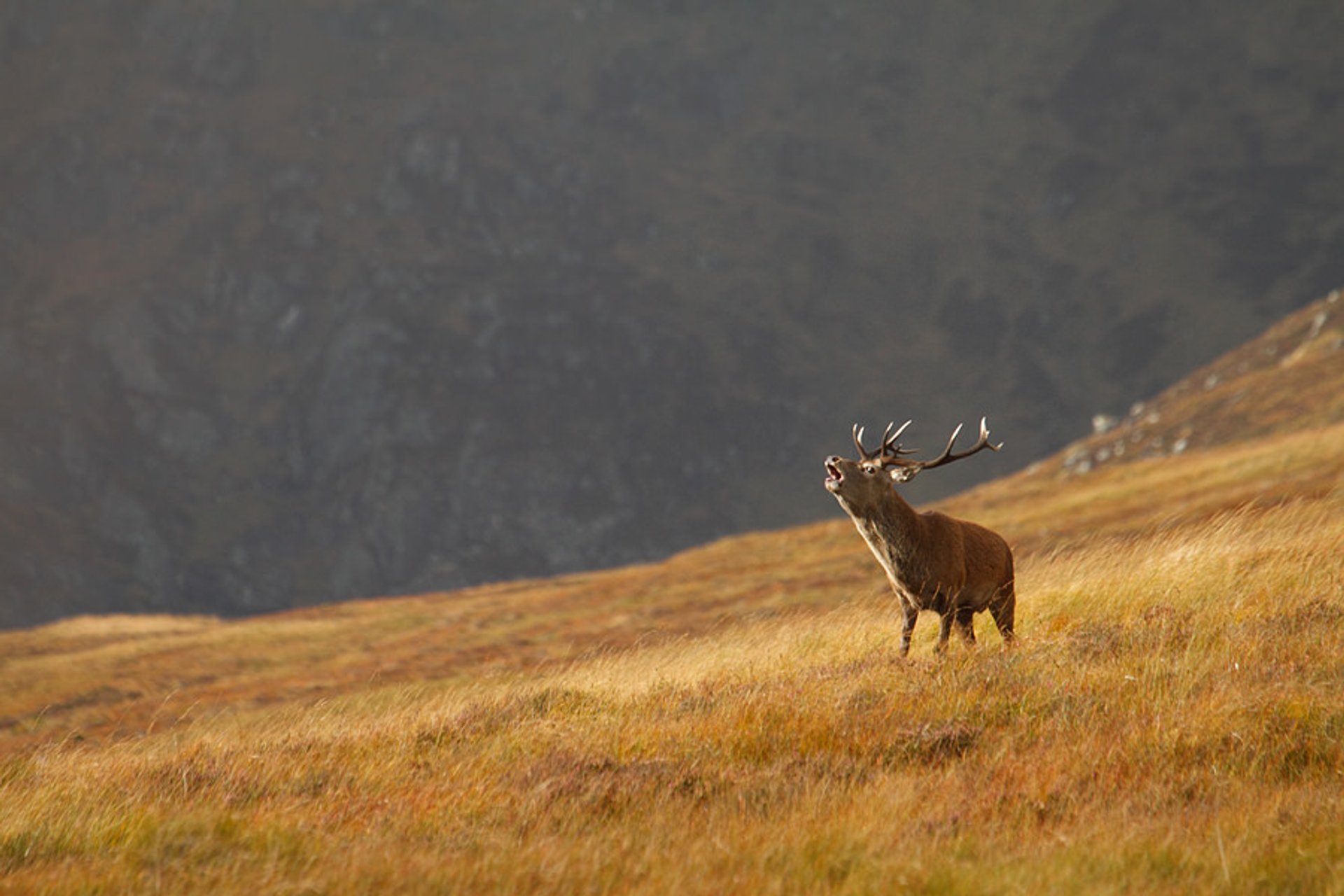 Rutting de Veado Vermelho