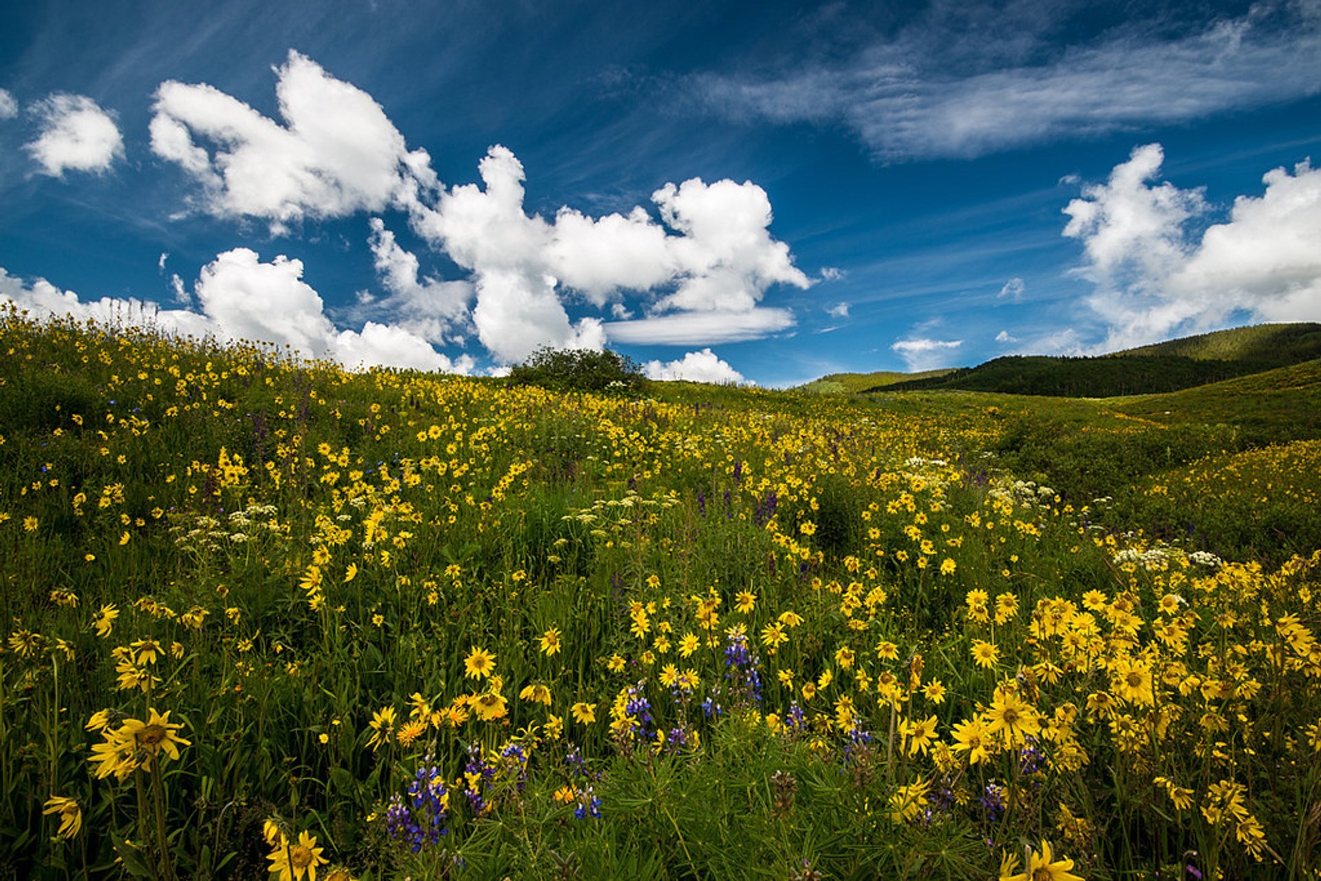 Crested Butte Wildflower Festival